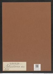 Asterodiscus sp. (de-Toni-Nr.: Genus 239) Zeichnungen Sammlung Grunow Mappe 05427 (Herbarium_W_Grunow_drawings_Folder_05427)